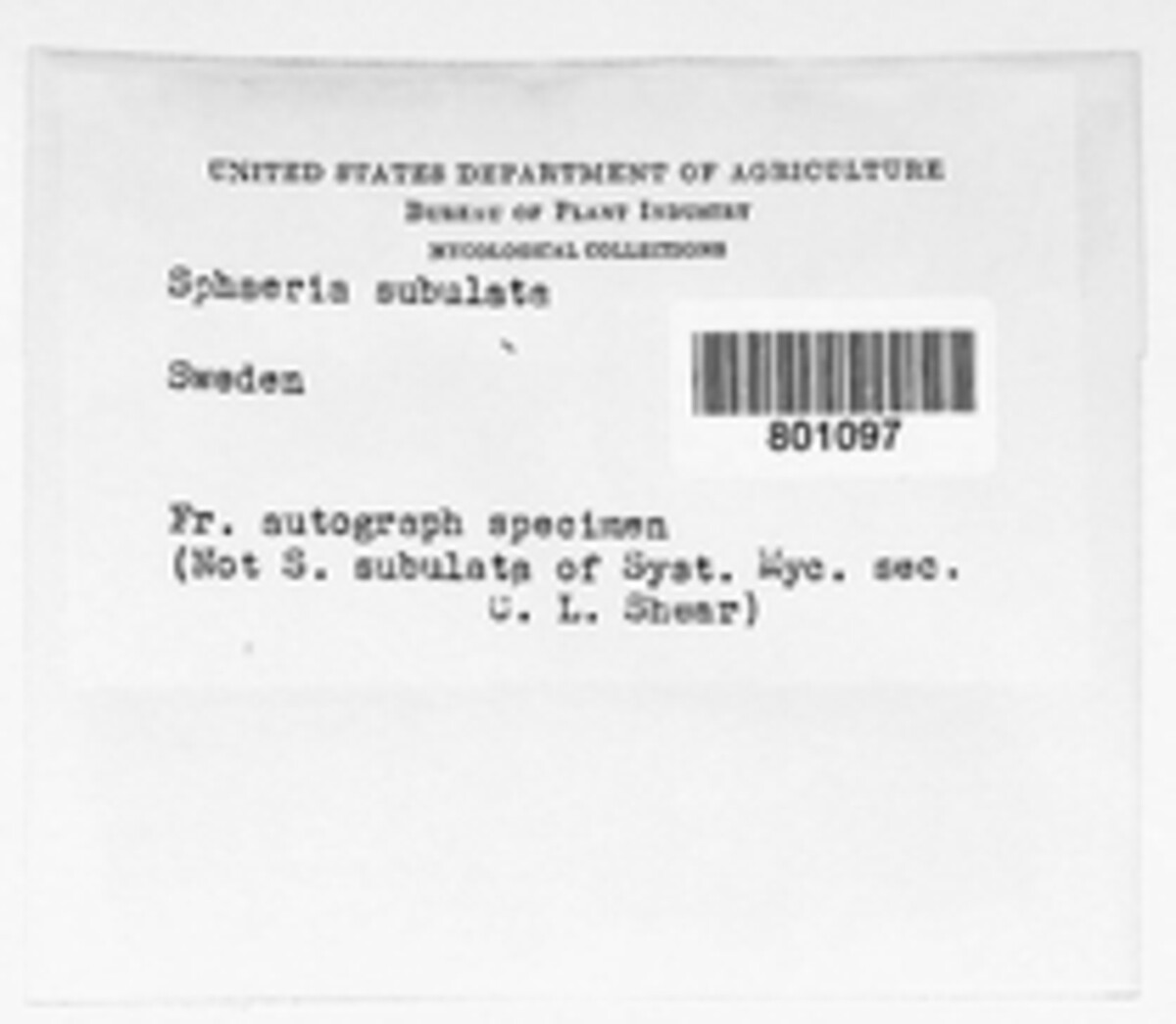 Eleutheromyces subulatus image